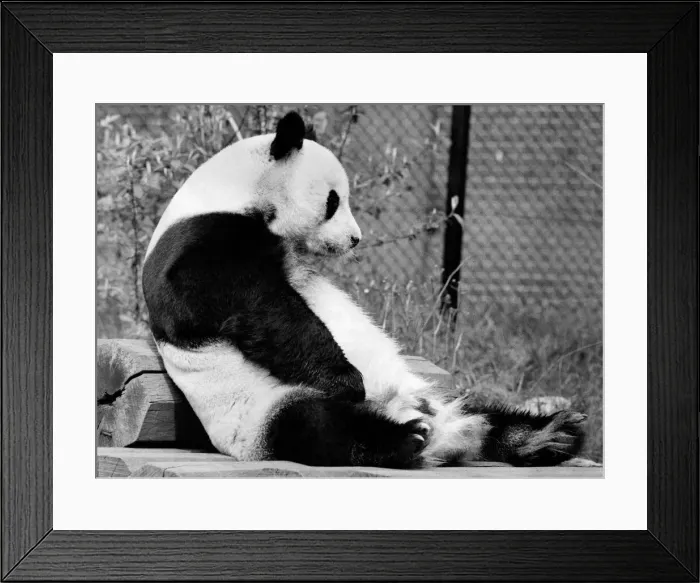 Framed Print : A despondent and tired An-An the panda settles down for a nap on his logs Framed Print : A despondent and tired An-An the panda settles down for a nap on his logs