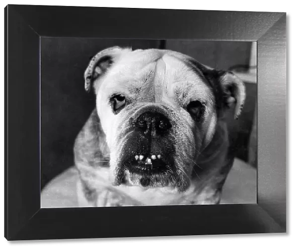 Ugly but not by Nature: Dusty, a 10-year-old Bulldog who weigh in at 65 lbs