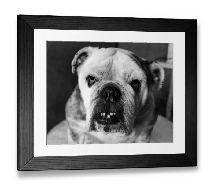 Framed Print : Ugly but not by Nature: Dusty, a 10-year-old Bulldog who weigh in at 65 lbs Framed Print : Ugly but not by Nature: Dusty, a 10-year-old Bulldog who weigh in at 65 lbs