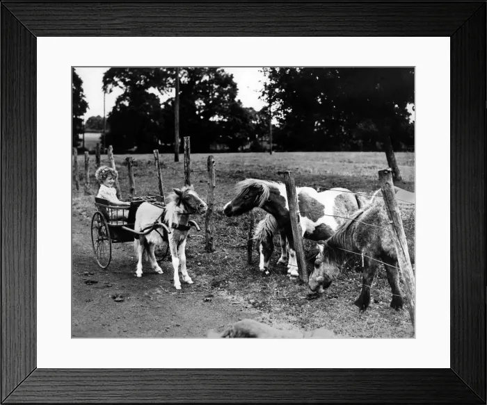 Framed Print : Miniature ponies at Ashorne farm, Warwickshire greet a young girl driving her own pony Framed Print : Miniature ponies at Ashorne farm, Warwickshire greet a young girl driving her own pony