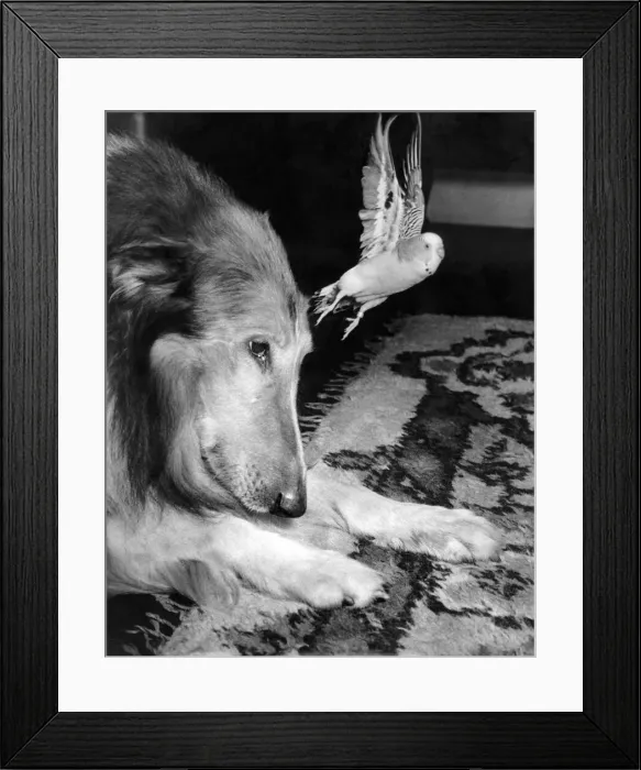 Framed Print : A bearded collie with her budgerigar friend. February 1955 P007444 Framed Print : A bearded collie with her budgerigar friend. February 1955 P007444