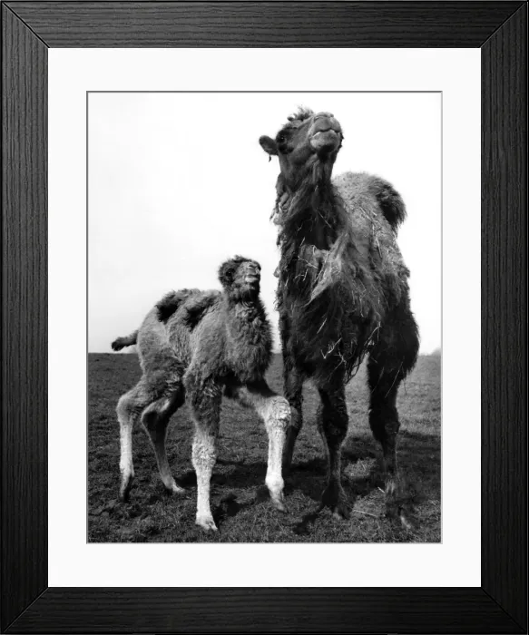 Framed Print : Camel and calf at Whipsnade Zoo. P007489 Framed Print : Camel and calf at Whipsnade Zoo. P007489
