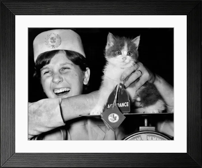 Framed Print : This high flying kitten is bound for Paris and is travelling first class with Air France Framed Print : This high flying kitten is bound for Paris and is travelling first class with Air France