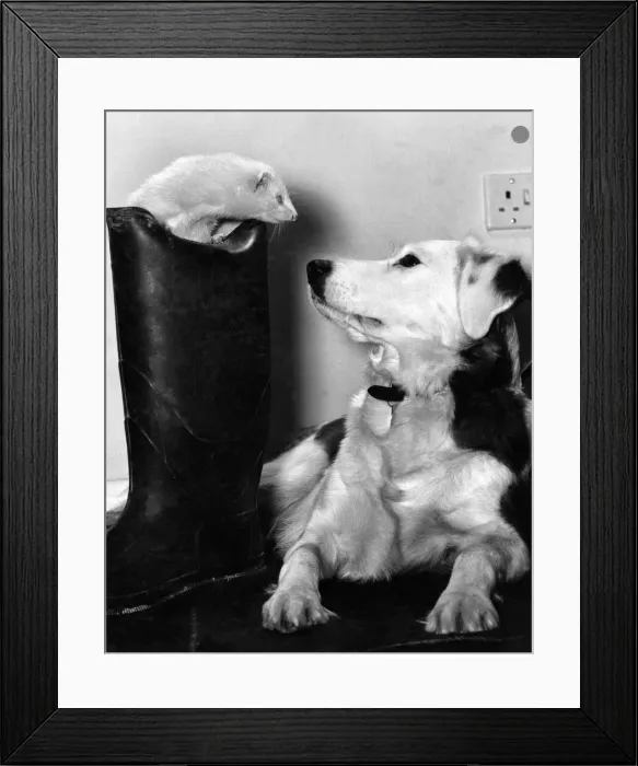 Framed Print : Cindy the dog with Mildred the Ferret who loves playing Hide and Seek Framed Print : Cindy the dog with Mildred the Ferret who loves playing Hide and Seek