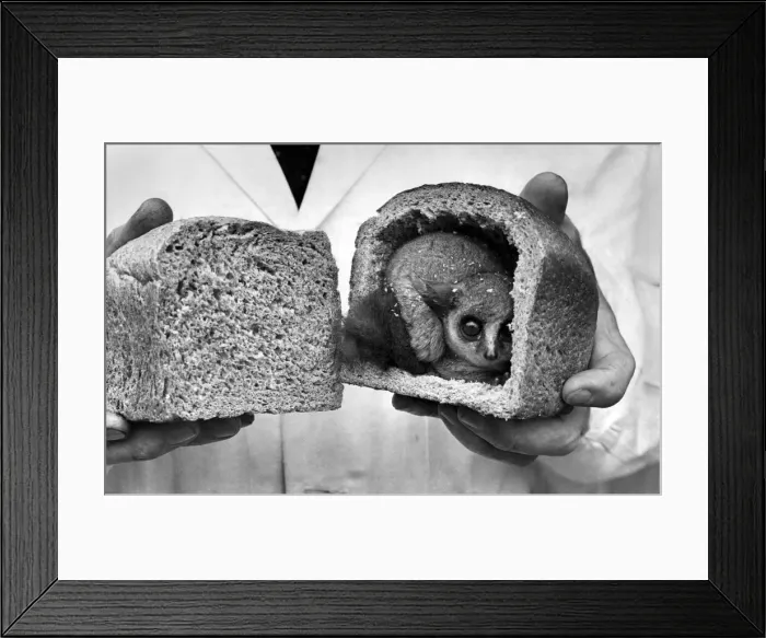 Framed Print : Bush Baby who lives in a hollowed out loaf of bread: Peekys Place Framed Print : Bush Baby who lives in a hollowed out loaf of bread: Peekys Place