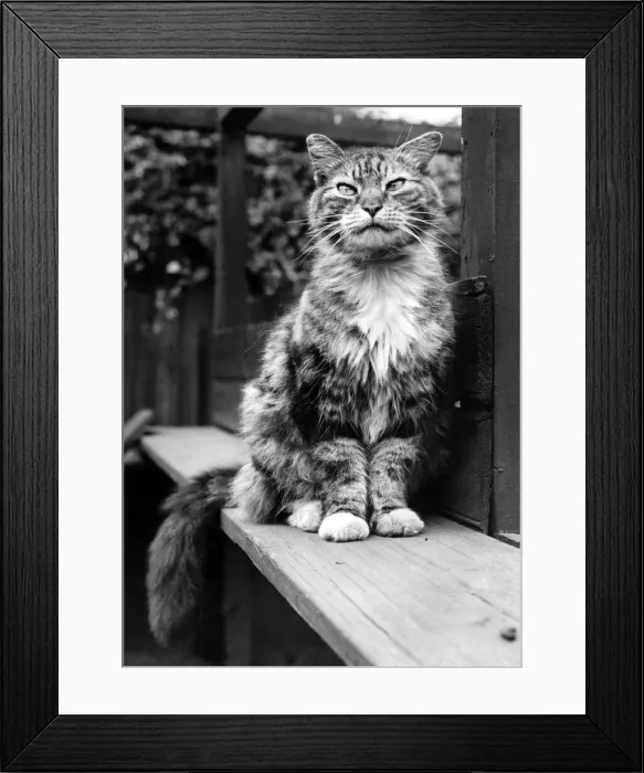 Framed Print : Fluff the Boss-Cat at the Battersea Dogs home. May 1967 P007474 Framed Print : Fluff the Boss-Cat at the Battersea Dogs home. May 1967 P007474