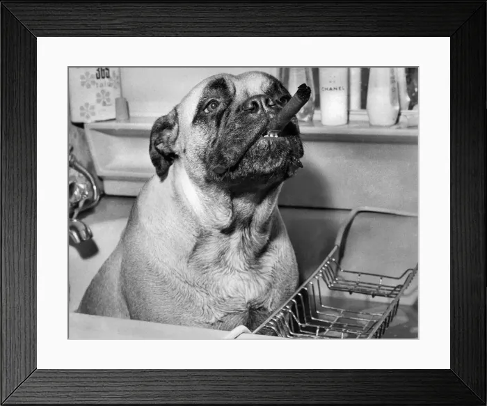 Framed Print : Bess the two year old Bull Mastiff with the air of aristocracy taking her weekly