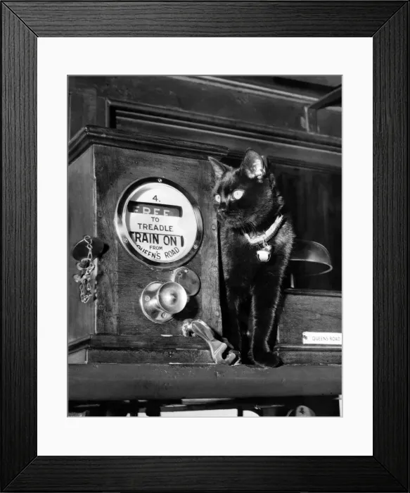 Framed Print : Signal the cat who lives in the Queens Road signal box is quite at home in the box Framed Print : Signal the cat who lives in the Queens Road signal box is quite at home in the box