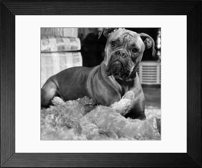 Framed Print : Mitzi the Staffordshire Bull, Terrier dog at home with her toys. November 1954 P007461 Framed Print : Mitzi the Staffordshire Bull, Terrier dog at home with her toys. November 1954 P007461