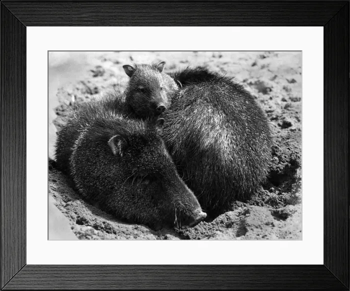 Framed Print : Ites a real Babes in the Zoo, Easter for Dudley Zoo (Worcs. ) this year (1973) Framed Print : Ites a real Babes in the Zoo, Easter for Dudley Zoo (Worcs. ) this year (1973)
