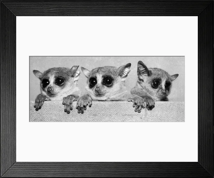 Framed Print : Bushbabies seen here at London Zoo. January 1958 P007472