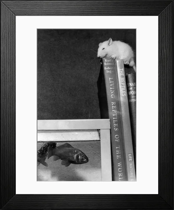 Framed Print : Snowy the white rat prepares to dive into the gold fish tank as part of his daily
