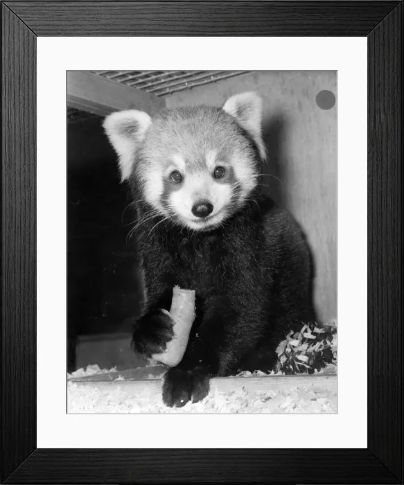Framed Print : A Red Panda seen here at London Zoo. Red Pandas are more smaller than the Black