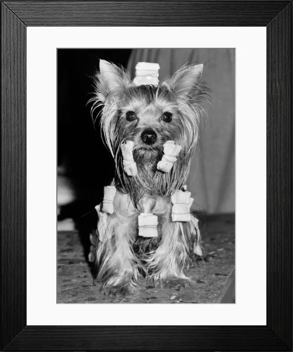 Framed Print : A Yorkshire terrier with his hair in curlers. February 1984 P007437