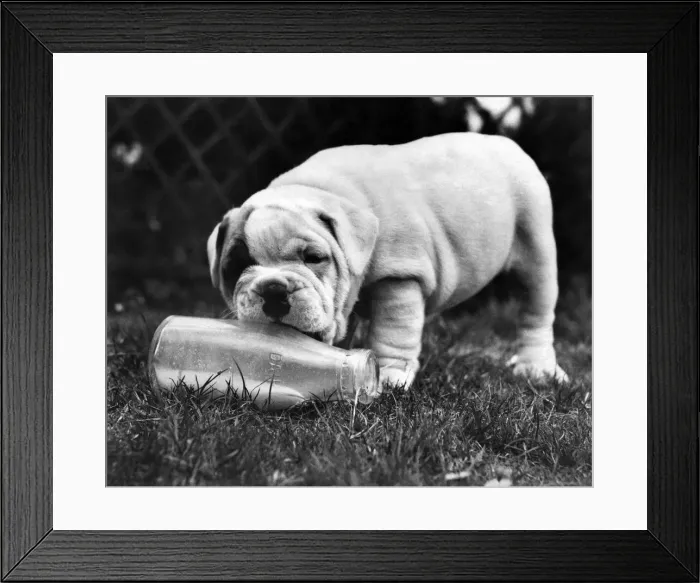 Framed Print : Billy the bulldog puppy seen here playing with a milk bottle. P007464