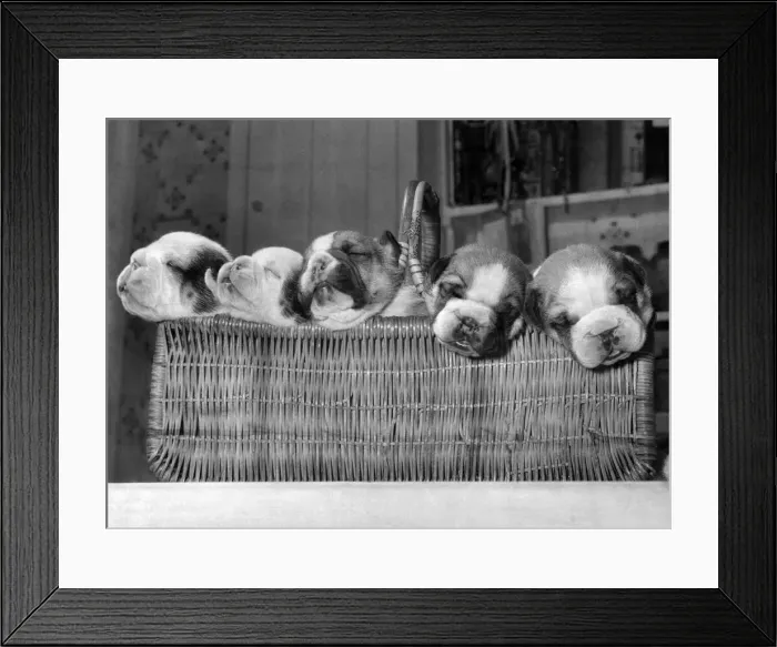 Framed Print : The five puppies rest in their dressing room basket, the team line-up is (left to right Framed Print : The five puppies rest in their dressing room basket, the team line-up is (left to right