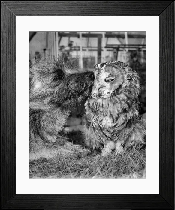 Framed Print : Ollybeak the owl and Mitzi the mongrel thinking things over. October 1965 P007446 Framed Print : Ollybeak the owl and Mitzi the mongrel thinking things over. October 1965 P007446