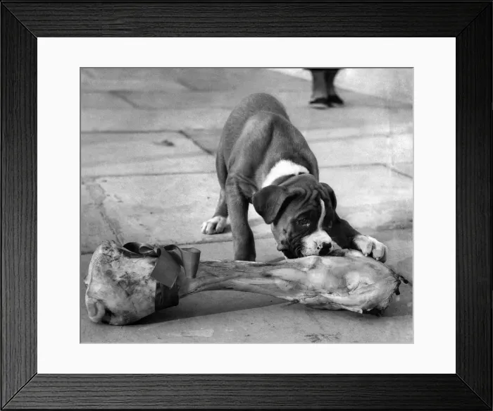 Framed Print : Eyes bigger that his belly. 8-week-old champion boxer puppy George Framed Print : Eyes bigger that his belly. 8-week-old champion boxer puppy George