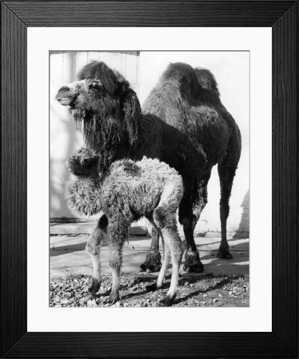 Framed Print : Mother Olga and daughter, Valentina at London zoo. March 1970 P007382
