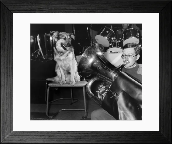 Framed Print : Butty obviously likes the Sound of Music, and could be hoping to hear his Master Framed Print : Butty obviously likes the Sound of Music, and could be hoping to hear his Master