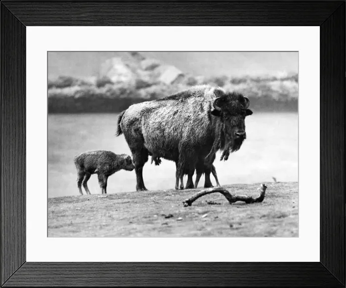 Framed Print : North American Bison with calf at Whipsnade Zoo. P007415