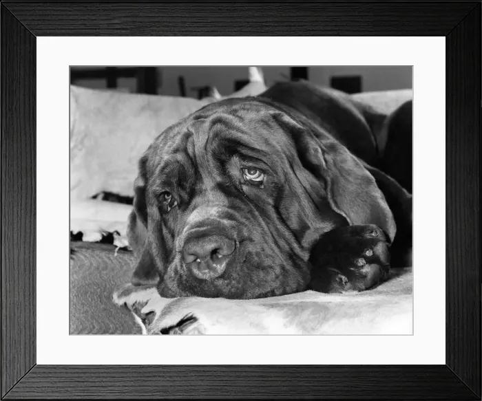 Framed Print : Edward G. Robinson'the £1, 000 Neopolitan Mastiff. October 1977 P007398 Framed Print : Edward G. Robinson'the £1, 000 Neopolitan Mastiff. October 1977 P007398