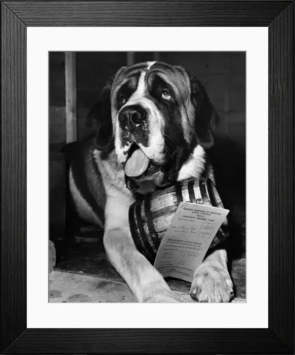 Framed Print : Simon the St Bernard displays his rent book and his brandy barrel. July 1960 P007395 Framed Print : Simon the St Bernard displays his rent book and his brandy barrel. July 1960 P007395