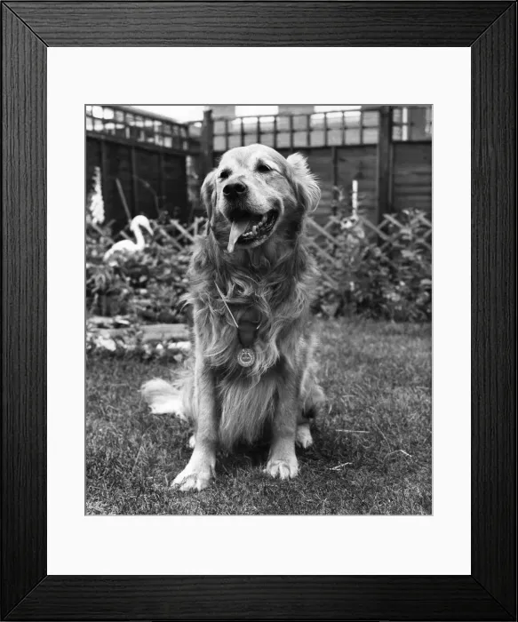 Framed Print : Golden Retriever: Bimbo wearing his medal for bravery after saving a couple from drowning