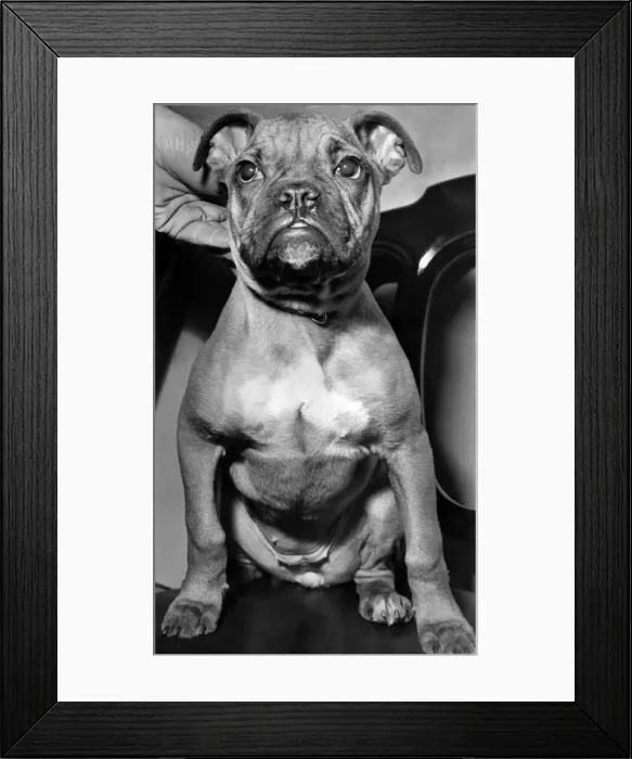 Framed Print : The dog sitting contentedly at Battersea dogs home waits for his new master to take him Framed Print : The dog sitting contentedly at Battersea dogs home waits for his new master to take him
