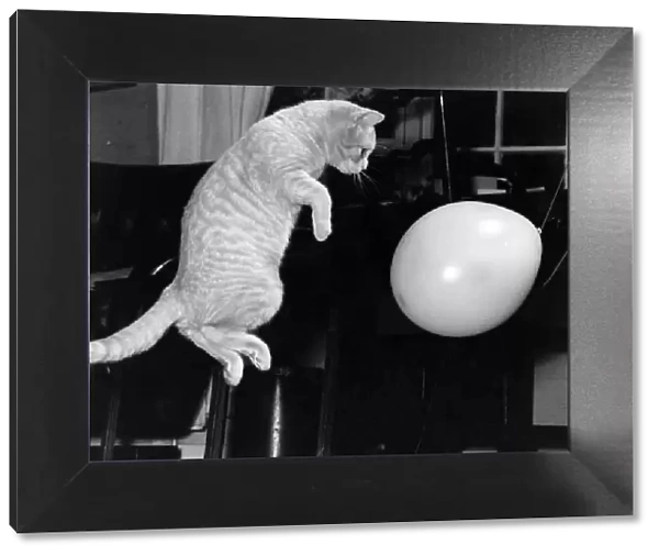 'Benjie'the pet cat owned by Majorie Proops seen here playing with a balloon