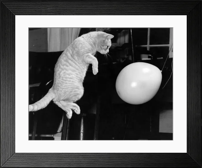 Framed Print : Benjie'the pet cat owned by Majorie Proops seen here playing with a balloon Framed Print : Benjie'the pet cat owned by Majorie Proops seen here playing with a balloon
