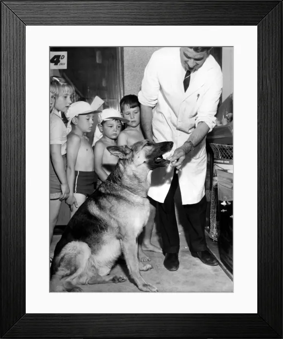 Framed Print : Ranger the alsatian who has starred in many TV series seen here getting his ice cream