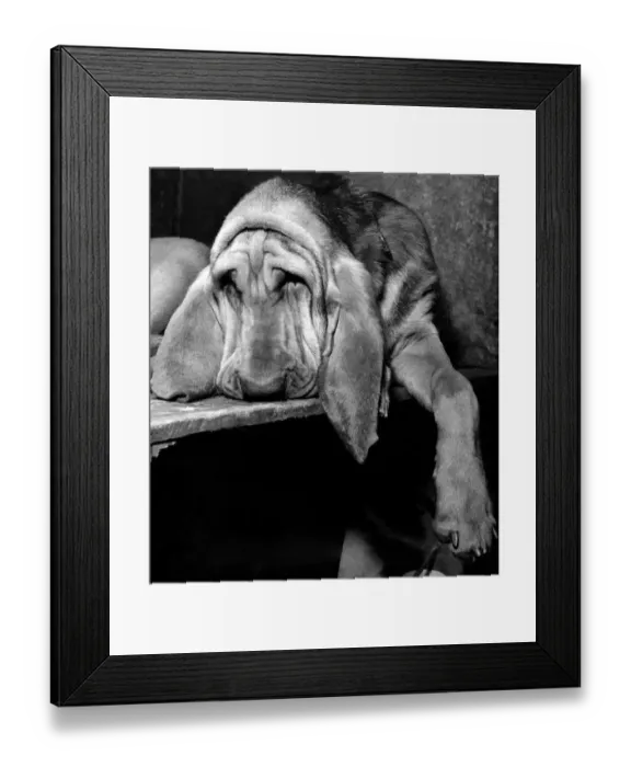 Framed Print : Bloodhounds seen here is at the Crufts dog show is Delburn Appeline Queenie aged 8 Framed Print : Bloodhounds seen here is at the Crufts dog show is Delburn Appeline Queenie aged 8