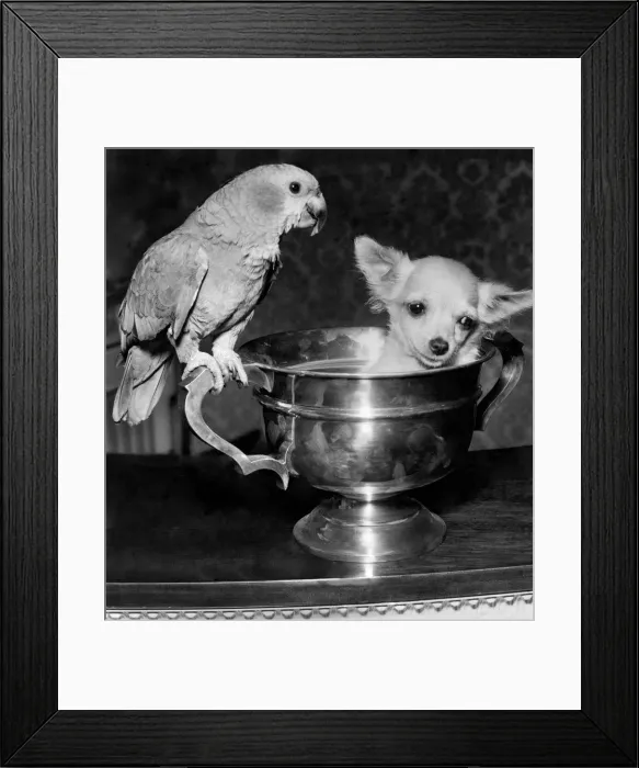 Framed Print : These pets are such good friends that the parrot learned to bark before he could talk Framed Print : These pets are such good friends that the parrot learned to bark before he could talk