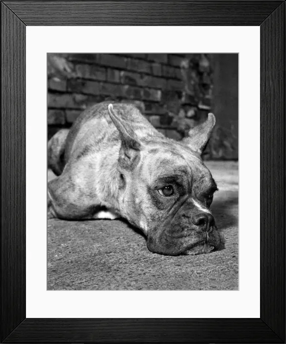 Framed Print : Boxer Dog Family: Quarantine Regulations Divide a Family Framed Print : Boxer Dog Family: Quarantine Regulations Divide a Family