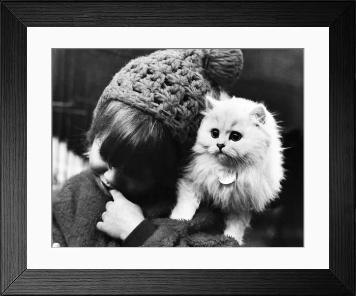 Framed Print : 4 year old Darien Israel of London with Chinchilla female kitten Framed Print : 4 year old Darien Israel of London with Chinchilla female kitten