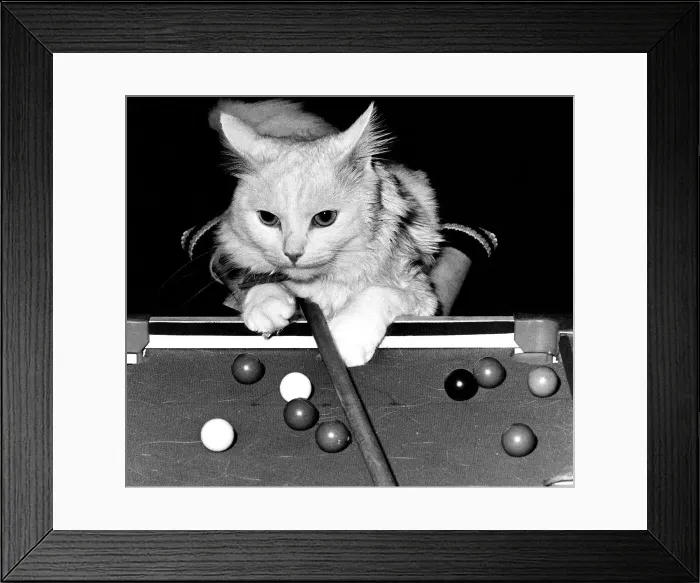 Framed Print : W. P. the white Angora cat loves knocking snooker balls around the table