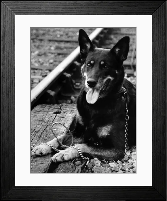 Framed Print : Chrissie beside the track where her pup died after slipping her collar Framed Print : Chrissie beside the track where her pup died after slipping her collar