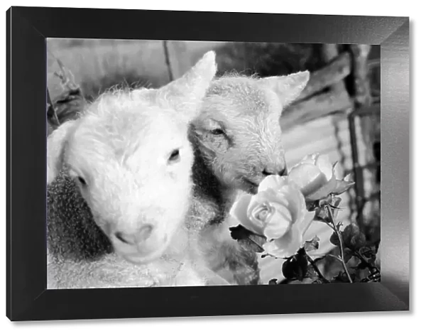 Animals - Flowers - Spring - Cute: Youngs lambs. December 1974 74-7623-008