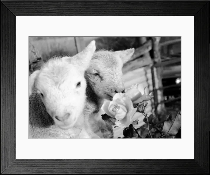 Framed Print : Animals - Flowers - Spring - Cute: Youngs lambs. December 1974 74-7623-008 Framed Print : Animals - Flowers - Spring - Cute: Youngs lambs. December 1974 74-7623-008