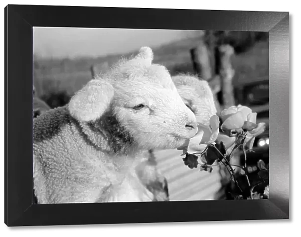 Animals - Flowers - Spring - Cute: Youngs lambs. December 1974 74-7623-006