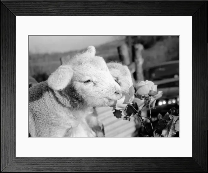 Framed Print : Animals - Flowers - Spring - Cute: Youngs lambs. December 1974 74-7623-006 Framed Print : Animals - Flowers - Spring - Cute: Youngs lambs. December 1974 74-7623-006