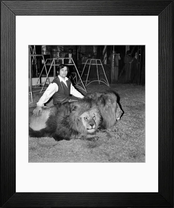 Framed Print : Lion trainer Richard Collins. January 1975 75-00162-001 Framed Print : Lion trainer Richard Collins. January 1975 75-00162-001