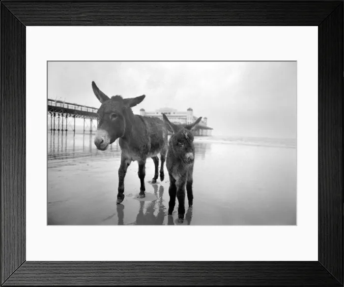 Framed Print : 7 years old donkey and foal Jan. January 1975 75-00258-006 Framed Print : 7 years old donkey and foal Jan. January 1975 75-00258-006
