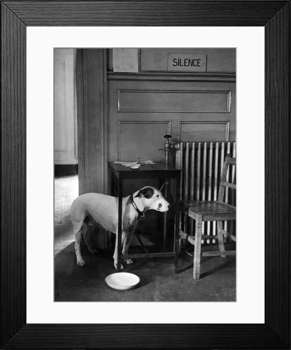 Framed Print : An injured waiting for treatment at the vets June 1944 P009491