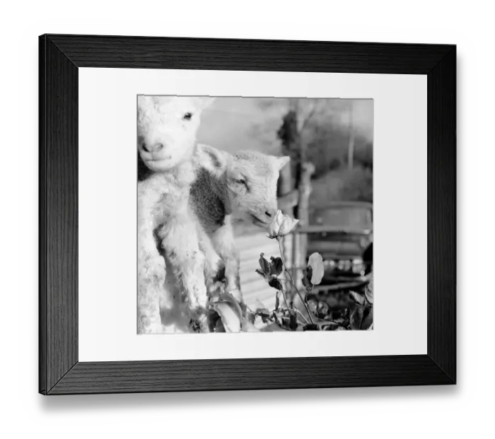 Framed Print : Animals - Flowers - Spring - Cute: Youngs lambs. December 1974 74-7623-012