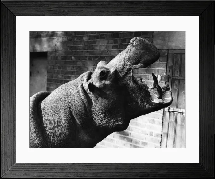 Framed Print : A Hippopotamus at London Zoo. Circa 1950 P004991