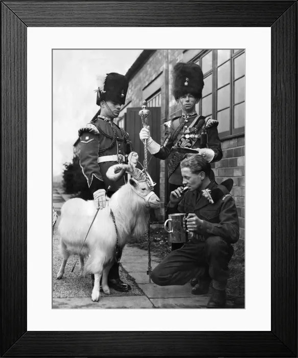 Framed Print : Billy the Regiment goat watches young Fusilier John Nunney Framed Print : Billy the Regiment goat watches young Fusilier John Nunney
