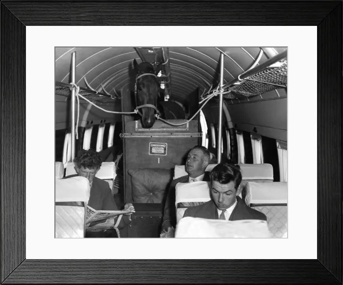 Framed Print : Neelia Maclean party at Southend Airport. Horse loaded in Viking aircraft Framed Print : Neelia Maclean party at Southend Airport. Horse loaded in Viking aircraft