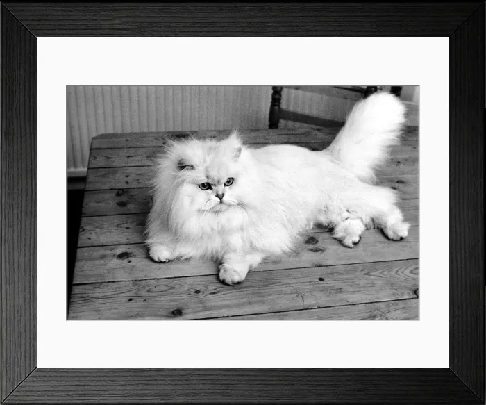 Framed Print : Male Persian cat called Chinchilla. February 1975 75-01144-008 Framed Print : Male Persian cat called Chinchilla. February 1975 75-01144-008